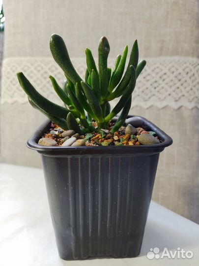 Крассула хоббит