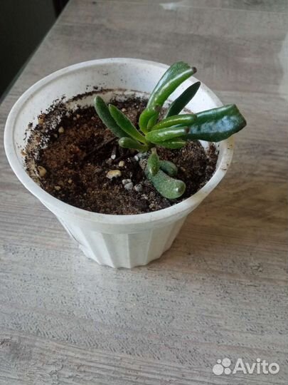 Суккуленты