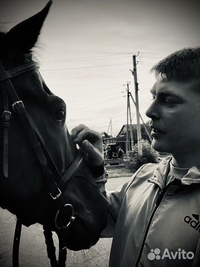 Конные прогулки и тренировки