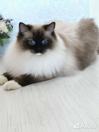 Котята регдолл