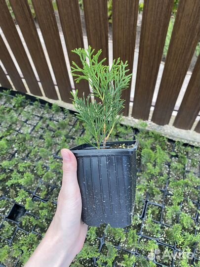 Туя смарагд