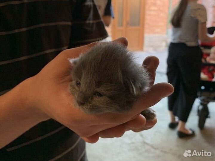 Вислоухие котята