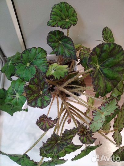 Бегония тигровая Бауэра