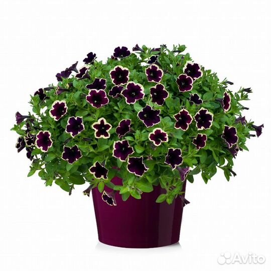 Пеларгония, Петунии, петхоа, калибрахоа в подарок