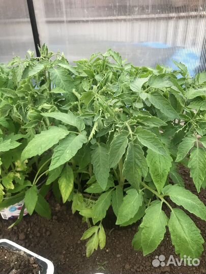 Рассада помидор