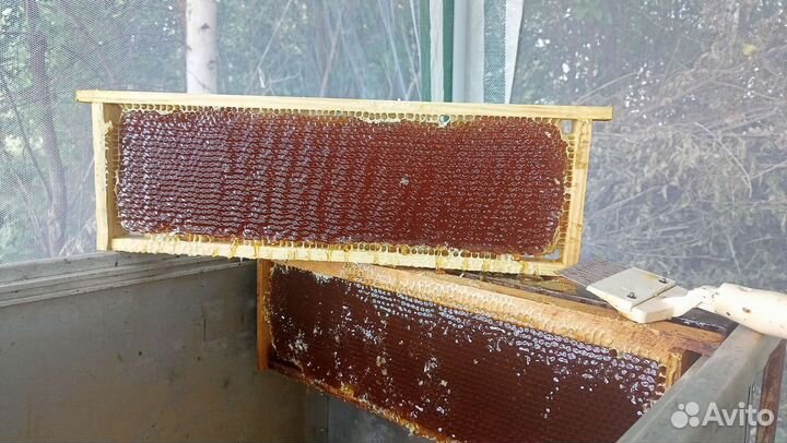 Мед сотовый гречишный,цена за кг