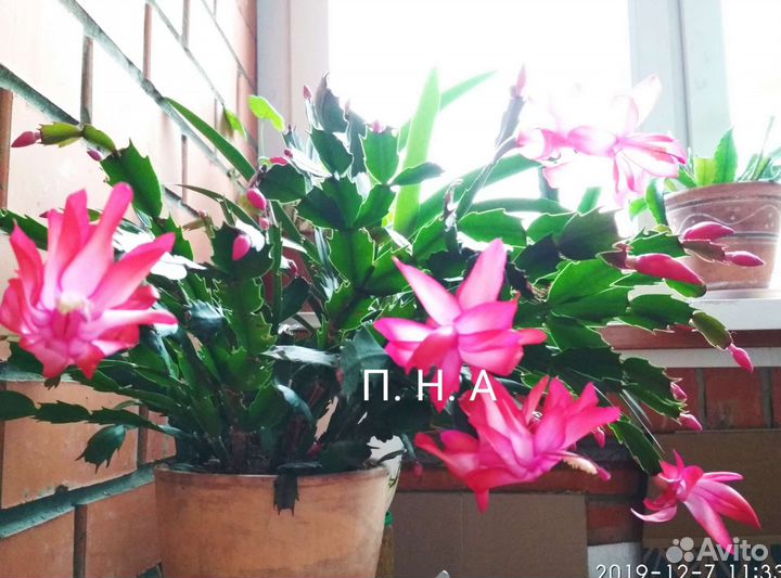 Декабрист саженцы