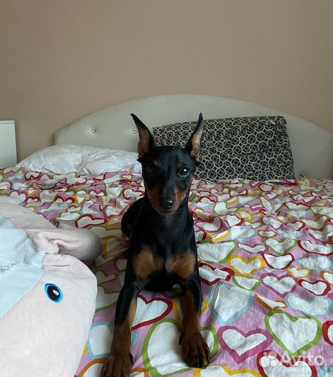 Цвергпинчер