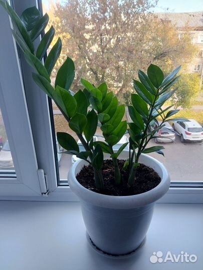 Замиокулькас