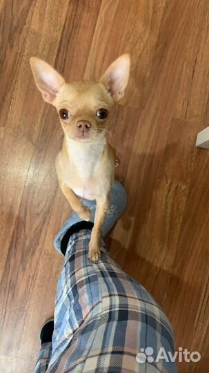 Чихуа для вязки