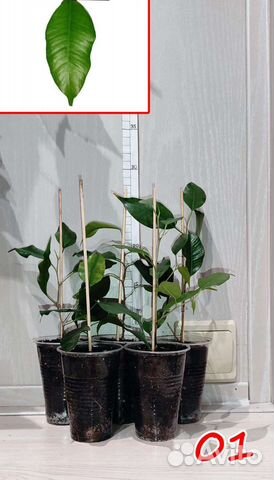 Комнатные растения