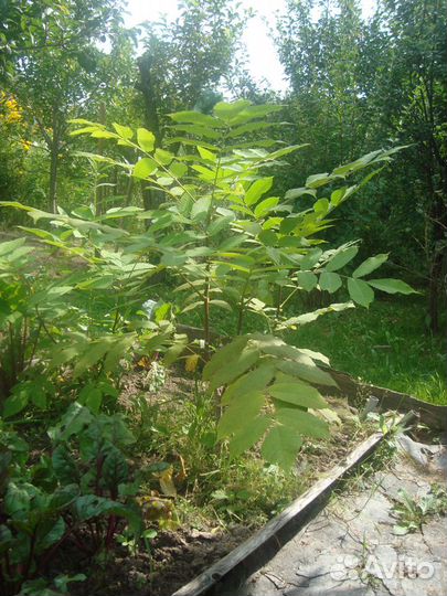 Манжурский орех