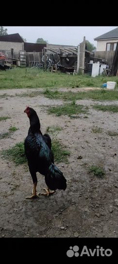 Бойцовский петух