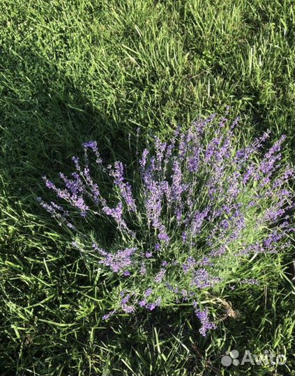 Букет лаванды