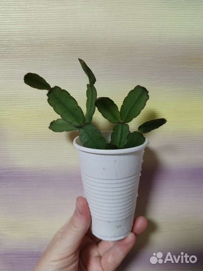 Традесканция нанук, розовая пантера, декабрист