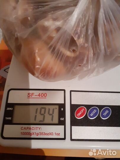 Улитки панцирь ракушка