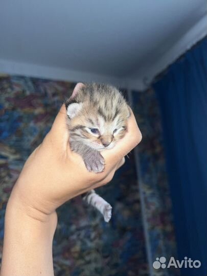 Отдам в добрые руки