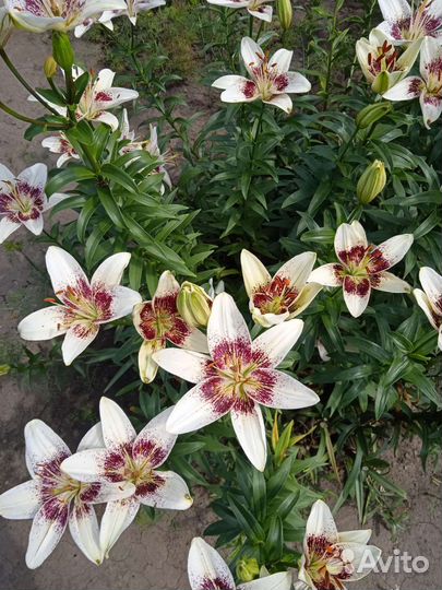 Лилии луковицы