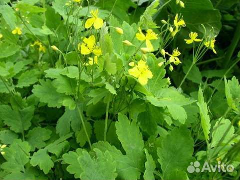 Чистотел (трава)