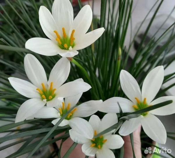 Зефирантес