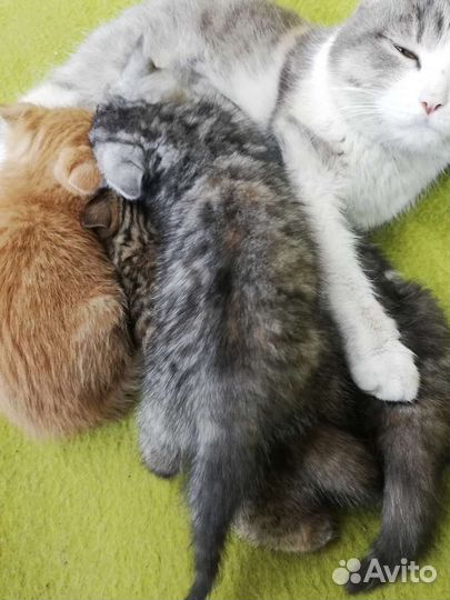 Котята в дар