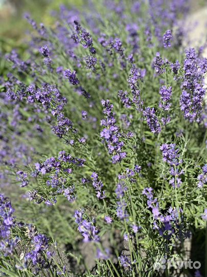 Лаванда цветы