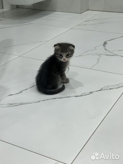 Котята в добрые руки даром
