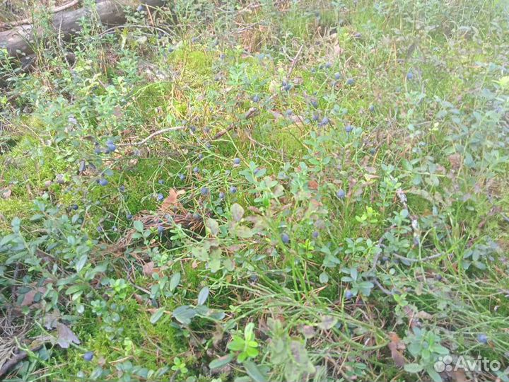 Принимаю заказы на чернику