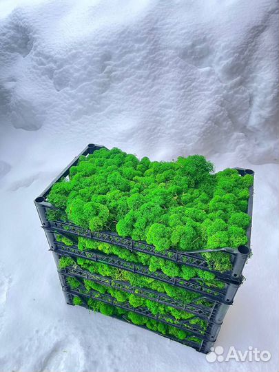 Стабилизированный мох, 1 кг