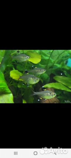 Аквариумные рыбки