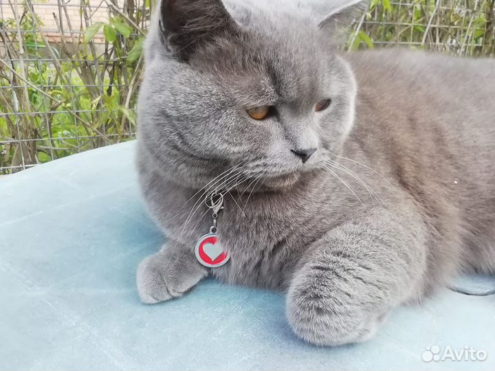 Скоттиш страйт