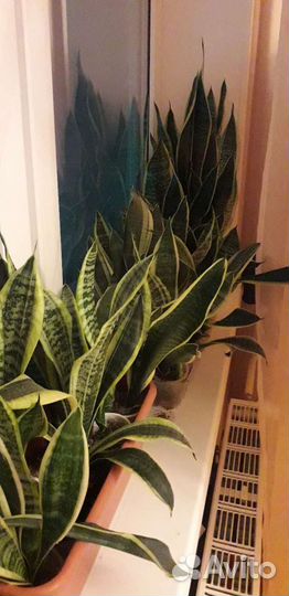 Сансевиерия