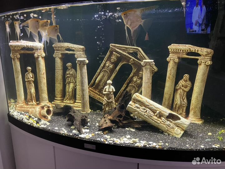 Аквариум с рыбами