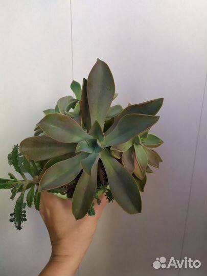 Суккуленты цветы