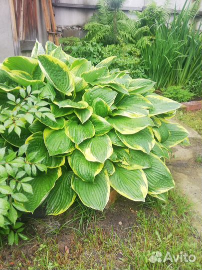 Саженцы хосты