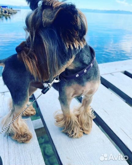 Вязка йорка