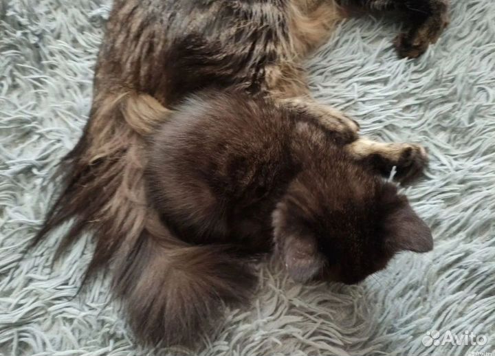 Два котенка в добрые руки