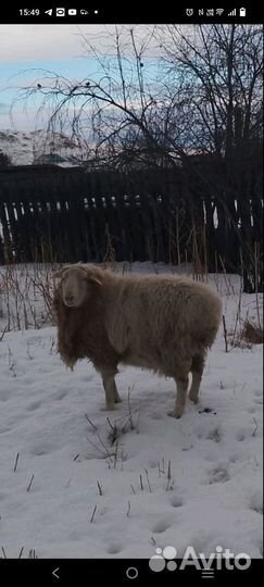 Баран куцан