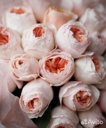 Пионовидные розы