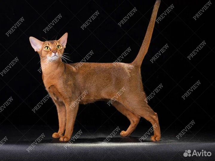 Абиссинская кошечка 2,5 года