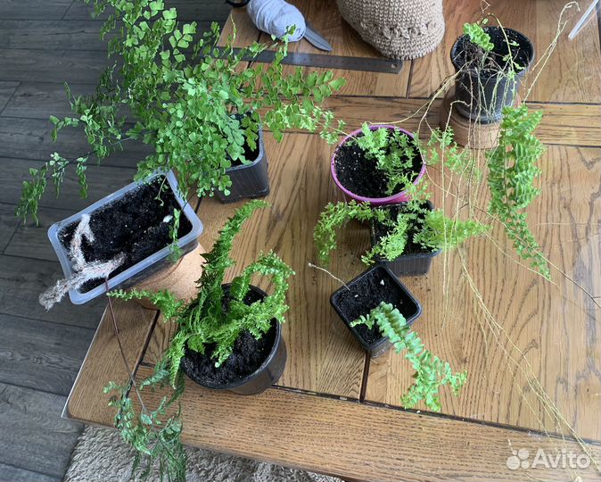 Папоротники в ассортименте )