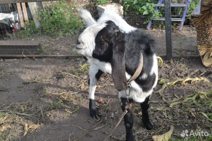 Вязка козёл