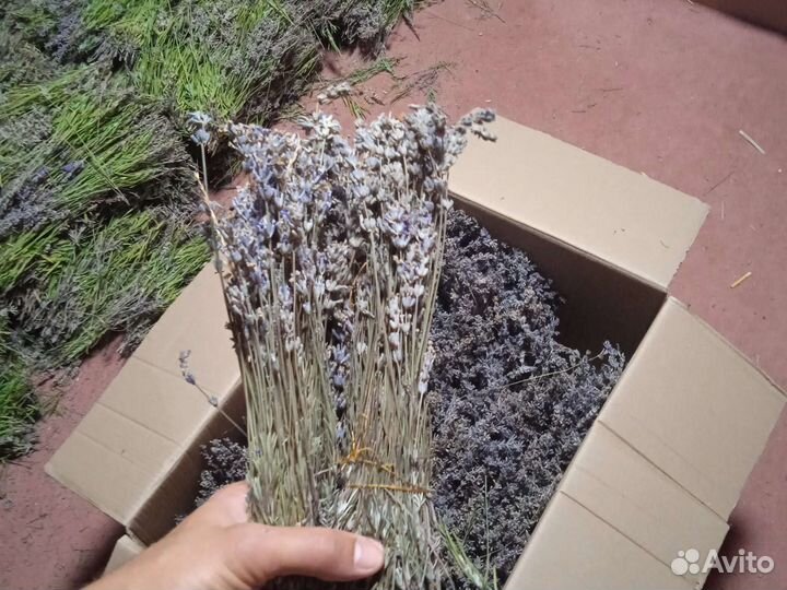 Продам лаванду