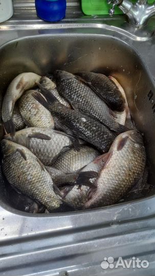 Рыболовная прикормка