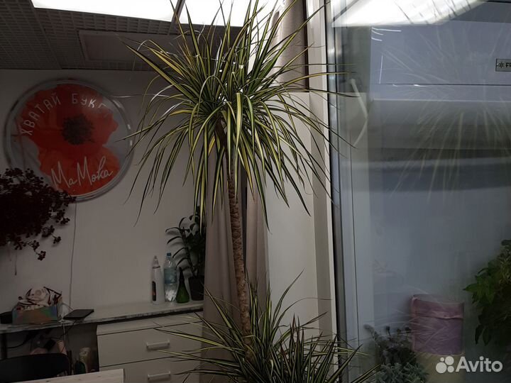 Пальма драцена