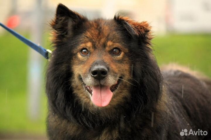 Собака в добрые руки отдам бесплатно