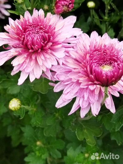 Хризантема