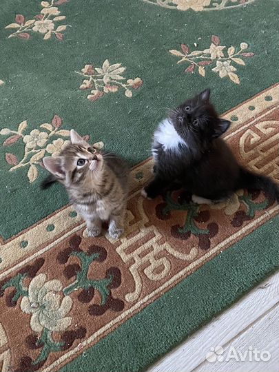 Котята в добрые руки даром бесплатно