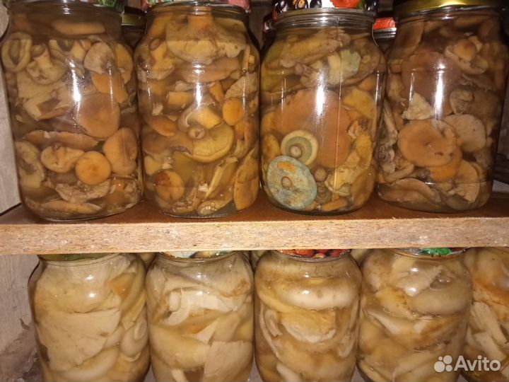 Грузди и рыжики