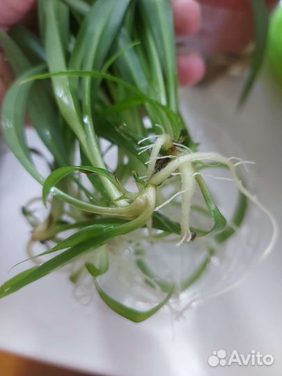 Хлорофитум